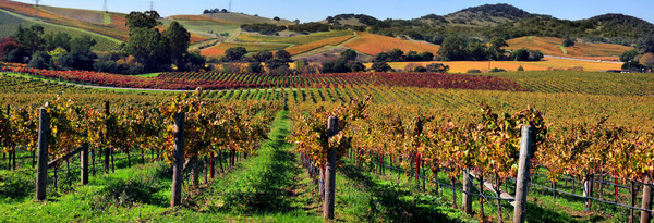 La production de vin dans le monde au début du XXIe siècle La production de vin dans le monde au début du XXIe siècle