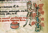Vendange, dans le Psautier cistercien ayant appartenu à l'abbaye cistercienne de Bonmont (Canton de Vaud, Suisse), vers 1260, Ms 54, folio 5.Bibliothèque municipale, Besançon.