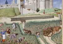Mois de septembre : Vendanges, miniature extraite des Très Riches Heures du duc de Berry, par les Frères Limbourg, XVe siècle.Musée Condé, Chantilly.