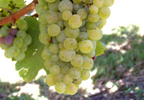 Grappe de folle blanche, cépage de l'ouest de la France destiné à la distillation du cognac et de l'armagnac.