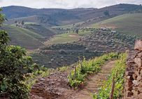 Vignobles de W&J Graham : la Quinta do Tua à Vila Nova de Gala dans la vallée du Douro au Portugal. La qualité du vin est liée au sol schisteux et rocailleux de la région, qui bénéficie d'un microclimat protégé du vent.