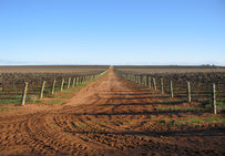 Des vignes plantées à l'infini. Tel est le paysage qu'a créé la viticulture industrielle dans le Riverland (sud de l'Australie).