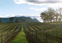 La viticulture organic (notion qui correspond au « bio » en Europe) marque le retour du sauvage : enherbement « naturel » et recours aux labours pour travailler le sol.
