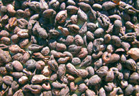 Restes de raisins carbonisés (graines, pédicelles, fragments de rafle et d'épicarpes) issus de la vigne cultivée et retrouvés dans les niveaux incendiés de destruction du premier village gaulois de l'île de Martigues.
