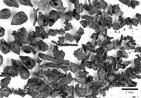 Pépins de raisins issus de la vigne cultivée retrouvés dans les niveaux incendiés de destruction du premier village gaulois de l'île de Martigues.
