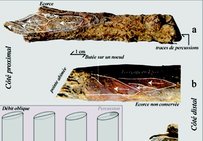 Détails de trois baguettes.