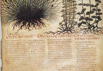 Planche issue de De Materia Medica, de Pedanius Dioscurides, Dioscorides (40-90), médecin et pharmacologue grec qui exerçait à Rome sous le règne de Néron.