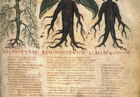 Mandragore. Planche issue de De Materia Medica, de Pedanius Dioscurides, Dioscorides (40-90), médecin et pharmacologue grec qui exerçait à Rome sous le règne de Néron.