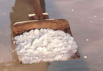 Récolte de la fleur de sel, Camargue.