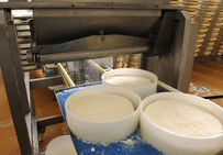 Salage mécanique d'un fromage de Brie. Société Fromagère de la Brie à St-Siméon.