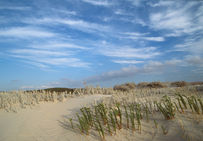Littoral du nord de la Tunisie, végétation halophyte.