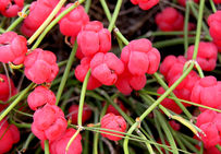 Raisin de Mer Ephedra Distachya,L.. Arbuste bas, dont les branches sont vert bleuté et finement cannelées.
