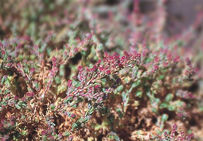Soude à Soie, Suaeda Splendens. Plante annuelle voisine de la soude maritime, les feuilles translucides - lorsqu'elles sont desséchées - très aiguës et terminées soit par une petite pointe soit par une fine soie (d'où son nom).