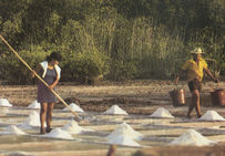 Travail sur un salin Mexicain.