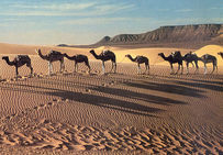 Caravane de sel en Mauritanie.