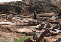 Moutons broutant près des salines de Tegidda-n-tesemt, dans le nord du Niger, décembre 1985.