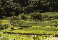 Le sel des Baruya des vallées de Wonenara et Marawaka (Eastern Highlands Province, Papouasie-Nouvelle-Guinée) est produit à partir d'une saumure artificielle obtenue par lessivage / filtrage des cendres d'une canne...